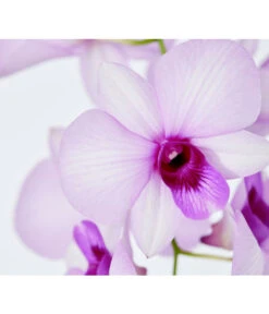 Traubenorchidee - Dendrobium -Gartenbedarf Geschäft 8219362 PR DE 003 DendrobiumT11DehnerExpressZS