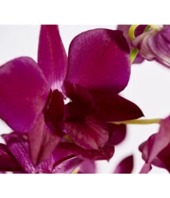 Traubenorchidee - Dendrobium -Gartenbedarf Geschäft 8219362 PR DE 004 DendrobiumT11DehnerExpressZS