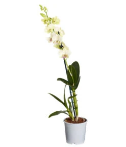 Traubenorchidee - Dendrobium -Gartenbedarf Geschäft 8219362 PR FS 001 DendrobiumT11DehnerExpressZS