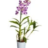 Traubenorchidee - Dendrobium 1 Traubenorchidee - Dendrobium -Gartenbedarf Geschäft 8219362 PR FS 002 DendrobiumT11DehnerExpressZS