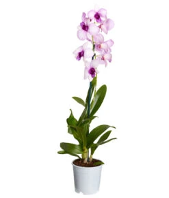 Traubenorchidee - Dendrobium -Gartenbedarf Geschäft 8219362 PR FS 003 DendrobiumT11DehnerExpressZS
