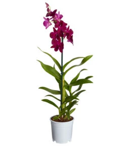 Traubenorchidee - Dendrobium -Gartenbedarf Geschäft 8219362 PR FS 004 DendrobiumT11DehnerExpressZS