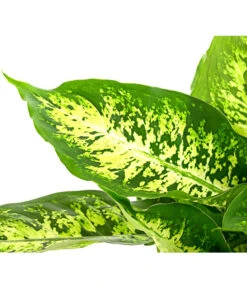 Dieffenbachie - Dieffenbachia Seguine Compacta -Gartenbedarf Geschäft 8219966 PR DE 002 DieffenbachiaCompactaT17DehnerHerzig