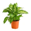 Dieffenbachie - Dieffenbachia Seguine Compacta -Gartenbedarf Geschäft 8219966 PR FS 002 DieffenbachiaCompactaT17DehnerHerzig
