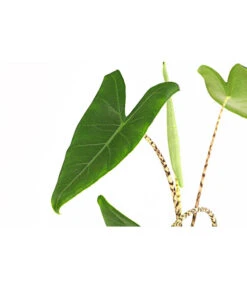 Pfeilblatt - Alocasia Zebrina -Gartenbedarf Geschäft 8223521 PR DE 001 AlocasiaZebrinaT15DehnerExpressHerzig