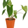 Pfeilblatt - Alocasia Zebrina -Gartenbedarf Geschäft 8223521 PR FS 001 AlocasiaZebrinaT15DehnerExpressHerzig