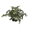 Elefantenohr - Kalanchoe Beharensis 2 Elefantenohr - Kalanchoe Beharensis -Gartenbedarf Geschäft 8238776 PR FS 001 KalanchoeBeharensisDehnerExpressHerzig