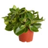 Peperomie - Peperomia Orba 'Pixie Lime' -Gartenbedarf Geschäft 8243065 PR FS 001 ZwergpfefferPeperomiaPixieLimeT12DehnerExpressZS