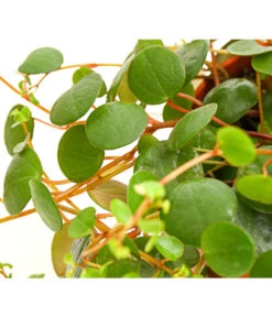 Peperomie - Peperomia 'Pepperspot' 9 Peperomie - Peperomia 'Pepperspot' -Gartenbedarf Geschäft 8252173 PR DE 001 PeperomiaZwergpfefferPepperspotDehnerExpressHerzig