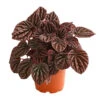 Peperomie - Peperomia Caperata 'Red' -Gartenbedarf Geschäft 8252280 PR FS 001 ZwergpfefferPeperomiaCaperataLilianRedT12DehnerExpressHerzig