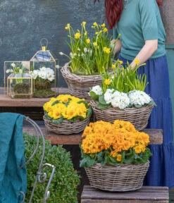 Rosenprimel 'Belarina', Verschiedene Farben 23 Rosenprimel 'Belarina', Verschiedene Farben -Gartenbedarf Geschäft 8261463 WE MO 001 FruehlingsHighlights