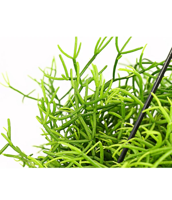 Peitschenkaktus - Rhipsalis Heteroclada, Ampel 4 Peitschenkaktus - Rhipsalis Heteroclada, Ampel – Bild 2