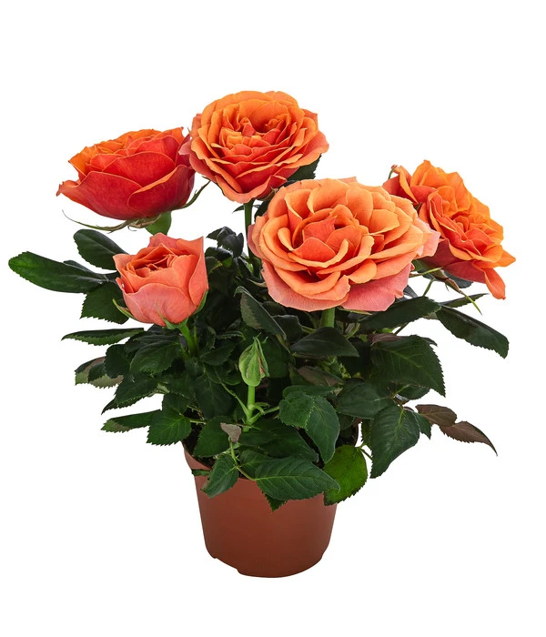 Topfrose - Rosa Chinensis, Verschiedene Sorten 4 Topfrose - Rosa Chinensis, Verschiedene Sorten – Bild 2