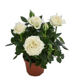 Topfrose - Rosa Chinensis, Verschiedene Sorten 15 Topfrose - Rosa Chinensis, Verschiedene Sorten -Gartenbedarf Geschäft 8265357 WE FS 003 RosenMixMini