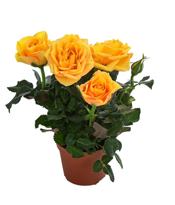 Topfrose - Rosa Chinensis, Verschiedene Sorten 6 Topfrose - Rosa Chinensis, Verschiedene Sorten – Bild 4