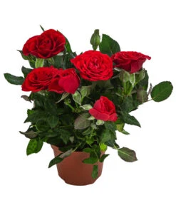 Topfrose - Rosa Chinensis, Verschiedene Sorten 18 Topfrose - Rosa Chinensis, Verschiedene Sorten -Gartenbedarf Geschäft 8265357 WE FS 006 RosenMixMini