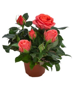 Topfrose - Rosa Chinensis, Verschiedene Sorten 20 Topfrose - Rosa Chinensis, Verschiedene Sorten -Gartenbedarf Geschäft 8265357 WE FS 008 RosenMixMini