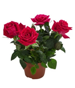 Topfrose - Rosa Chinensis, Verschiedene Sorten 21 Topfrose - Rosa Chinensis, Verschiedene Sorten -Gartenbedarf Geschäft 8265357 WE FS 009 RosenMixMini