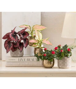 Topfrose - Rosa Chinensis, Verschiedene Sorten 23 Topfrose - Rosa Chinensis, Verschiedene Sorten -Gartenbedarf Geschäft 8265357 WE MO 001 RosenMixT6Valentin