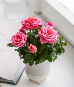 Topfrose - Rosa Chinensis, Verschiedene Sorten 22 Topfrose - Rosa Chinensis, Verschiedene Sorten -Gartenbedarf Geschäft 8265357 WE MO 02 RoseMiniTopfakiko