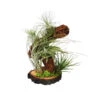 Tillandsien-Arrangement Auf Wurzelbaum - Tillandsia Hybride, 5-teilig 1 Tillandsien-Arrangement Auf Wurzelbaum - Tillandsia Hybride, 5-teilig -Gartenbedarf Geschäft 8270308 WE FS 001 TillandsienAufWurzelbaum