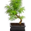 Outdoor-Bonsai Goldlärche - Pseudolarix Amabilis -Gartenbedarf Geschäft 8286221 PR FS 001 LaercheLarixSFormOhneSchaleT15DehnerExpressHerzig