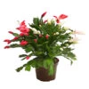Weihnachtskaktus-Duo - Schlumbergera X Buckleyi -Gartenbedarf Geschäft 8288151 WE FS 001 WeihnachtskaktusSchlumbergeraTwinT12DehnerExpressHerzig