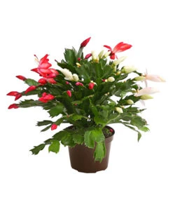 Weihnachtskaktus-Duo - Schlumbergera X Buckleyi