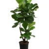 Geigenfeige - Ficus Lyrata, Verzweigt -Gartenbedarf Geschäft 8288193 WE FS 001 FicusLyrataVerzweigtT27