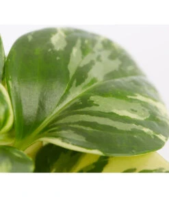 Peperomie - Peperomia Obtusifolia Variegata 'Golden Genua' -Gartenbedarf Geschäft 8290975 PR DE 001 PeperomiaObtusifoliaVariegataBuntT11DehnerExpressZS