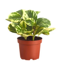 Peperomie - Peperomia Obtusifolia Variegata 'Golden Genua'