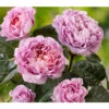 Nostalgie®-Edelrose 'Eisvogel®' 2 Nostalgie®-Edelrose 'Eisvogel®' -Gartenbedarf Geschäft 8294977 PR DE 011 NostalgieEdelroseEisvogelTantau
