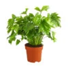 Baumfreund - Philodendron 'Little Hope' -Gartenbedarf Geschäft 8295529 PR FS 001 BaumfreundPhilodendronLittleHopeT21DehnerExpressHerzig
