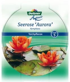 Dehner Seerose 'Aurora' -Gartenbedarf Geschäft 8315921 Seerose Aurora Etikett 1 NEU