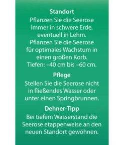 Dehner Seerose 'Aurora' -Gartenbedarf Geschäft 8315921 Seerose Aurora Etikett 2