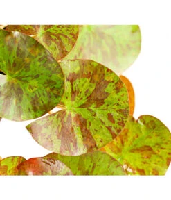 Dehner Seerose 'Aurora' -Gartenbedarf Geschäft 8315921 WE DE 001 SeeroseNymphaeaHybrideGelbOrangeT14DehnerExpressHerzig