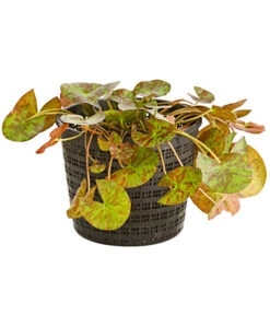 Dehner Seerose 'Aurora' -Gartenbedarf Geschäft 8315921 WE FS 001 SeeroseNymphaeaHybrideGelbOrangeT14DehnerExpressHerzig