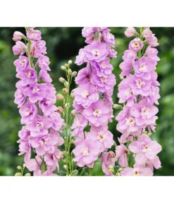 Rittersporn, Verschiedene Farben -Gartenbedarf Geschäft 8352759 WE FS 003 RitterspornDelphiniumHybrideRosa