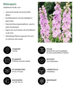 Rittersporn, Verschiedene Farben -Gartenbedarf Geschäft 8352759 WE IG 001 Rittersporn