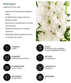 Rittersporn, Verschiedene Farben -Gartenbedarf Geschäft 8352783 WE IG 001 RitterspornWeiss