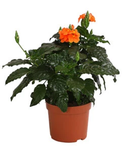 Krossandra - Crossandra Infundibuliformis, Orange
