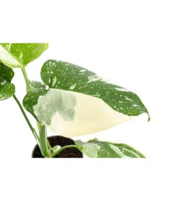 Fensterblatt - Monstera Deliciosa 'Thai Constellation', Panaschiert -Gartenbedarf Geschäft 8402034 WE DE 001 MonsteraThaiConstellationT6