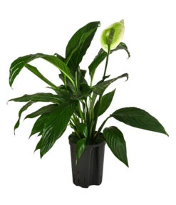 Einblatt - Spathiphyllum 'Mont Blanc', Hydrokultur