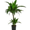 Drachenbaum - Dracaena 'Janet Craig', Hydrokultur -Gartenbedarf Geschäft 8416711 WE FS 001 DracaenaJanetCraigHydroT19DrachenbaumDehnerExpressHerzig