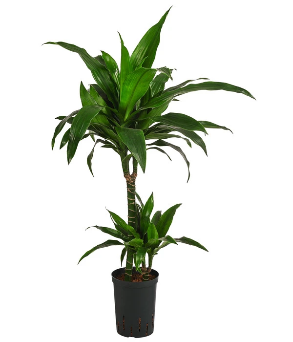 Drachenbaum - Dracaena 'Janet Craig', Hydrokultur 3 Drachenbaum - Dracaena 'Janet Craig', Hydrokultur