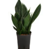 Bogenhanf - Sansevieria Trifasciata 'Black Diamond', Hydrokultur 1 Bogenhanf - Sansevieria Trifasciata 'Black Diamond', Hydrokultur -Gartenbedarf Geschäft 8416851 WE FS 001 SansevieriaTrifasciataBlackDiamondHydroT15 19BogenhanfDehnerExpressHerzig