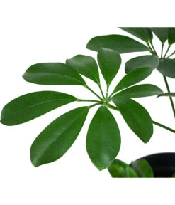 Strahlenaralie - Schefflera Arboricola Compacta 'Nora', Hydrokultur 7 Strahlenaralie - Schefflera Arboricola Compacta 'Nora', Hydrokultur -Gartenbedarf Geschäft 8425472 WE DE 001 SCHEFFLERACOMPACTANora