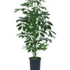 Strahlenaralie - Schefflera Arboricola Compacta 'Nora', Hydrokultur -Gartenbedarf Geschäft 8425472 WE FS 001 SCHEFFLERACOMPACTANora
