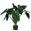 Pfeilblatt - Alocasia 'Wentii', Hydrokultur -Gartenbedarf Geschäft 8425662 WE FS 001 AlocasiaWentii25 19H100