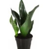 Bogenhanf - Sansevieria Trifasciata 'Grey Stripe' -Gartenbedarf Geschäft 8426264 PR FS 001 SansevieriaGreyStripeT12DehnerExpressHerzig